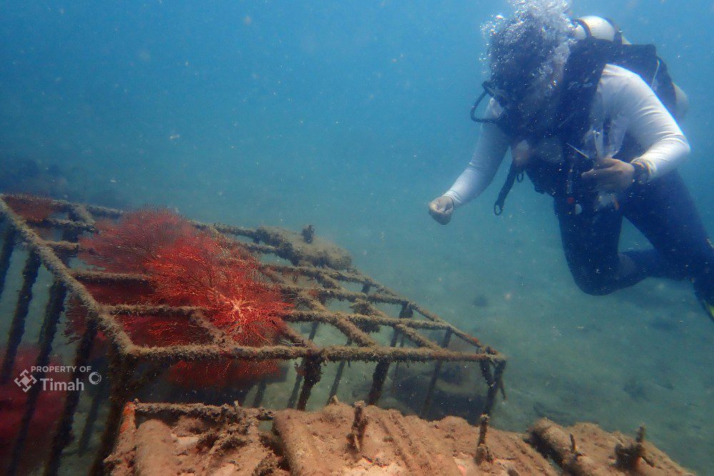 Jaga Ekositem Pesisir, PT Timah Tenggelamkan Ribuan Artificial Reef dalam 5 Tahun Terakhir