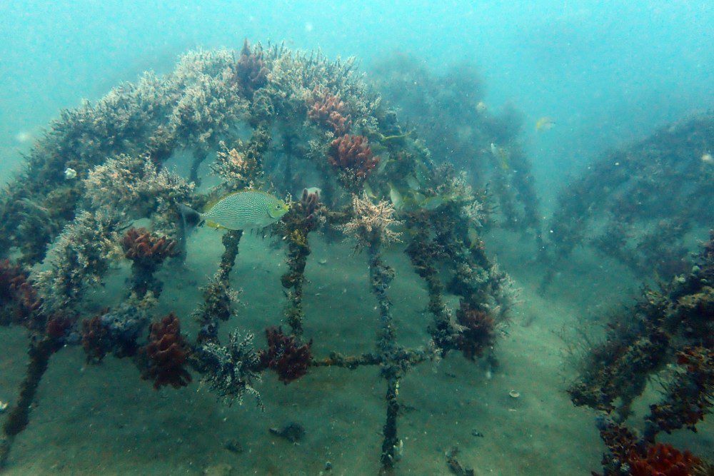 Artificial Reef PT Timah di Rambak berhasil menjadi karang alami. (PT Timah)