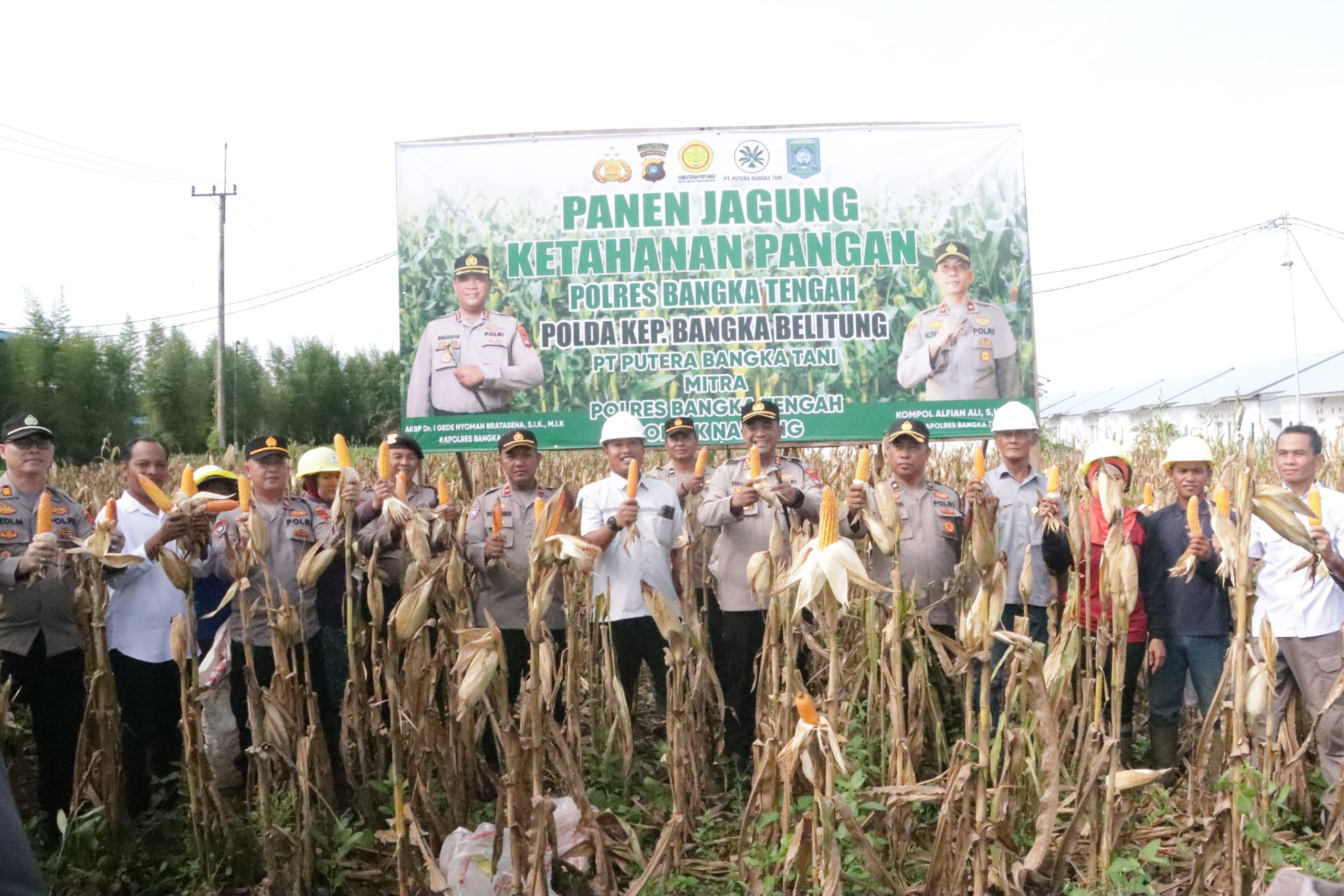 Polres Bangka Tengah Panen Jagung Bersama di Desa Belilik, Dukung Ketahanan Pangan Daerah
